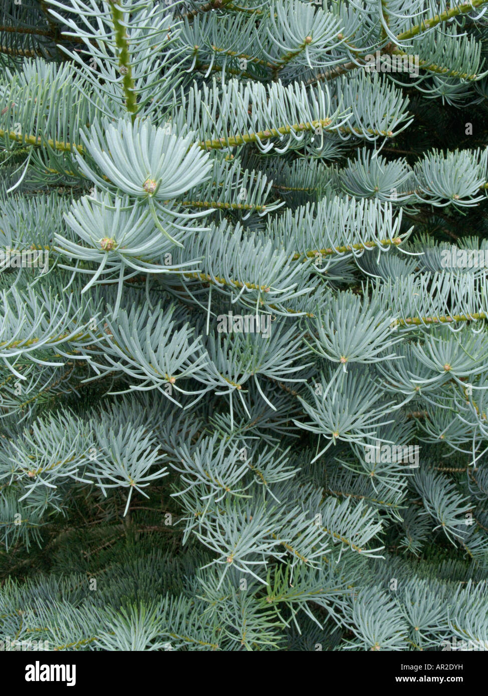 Colorado fir (Abies concolor 'Argentea') Stock Photo