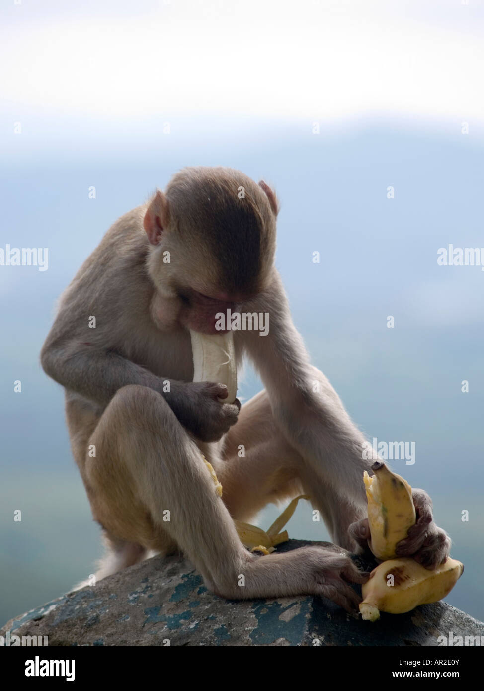 suck that banana Stock Photo - Alamy