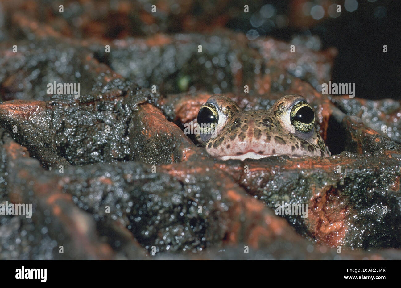 natterjack toad, natterjack, British toad (Bufo calamita), in rusty grid Stock Photo