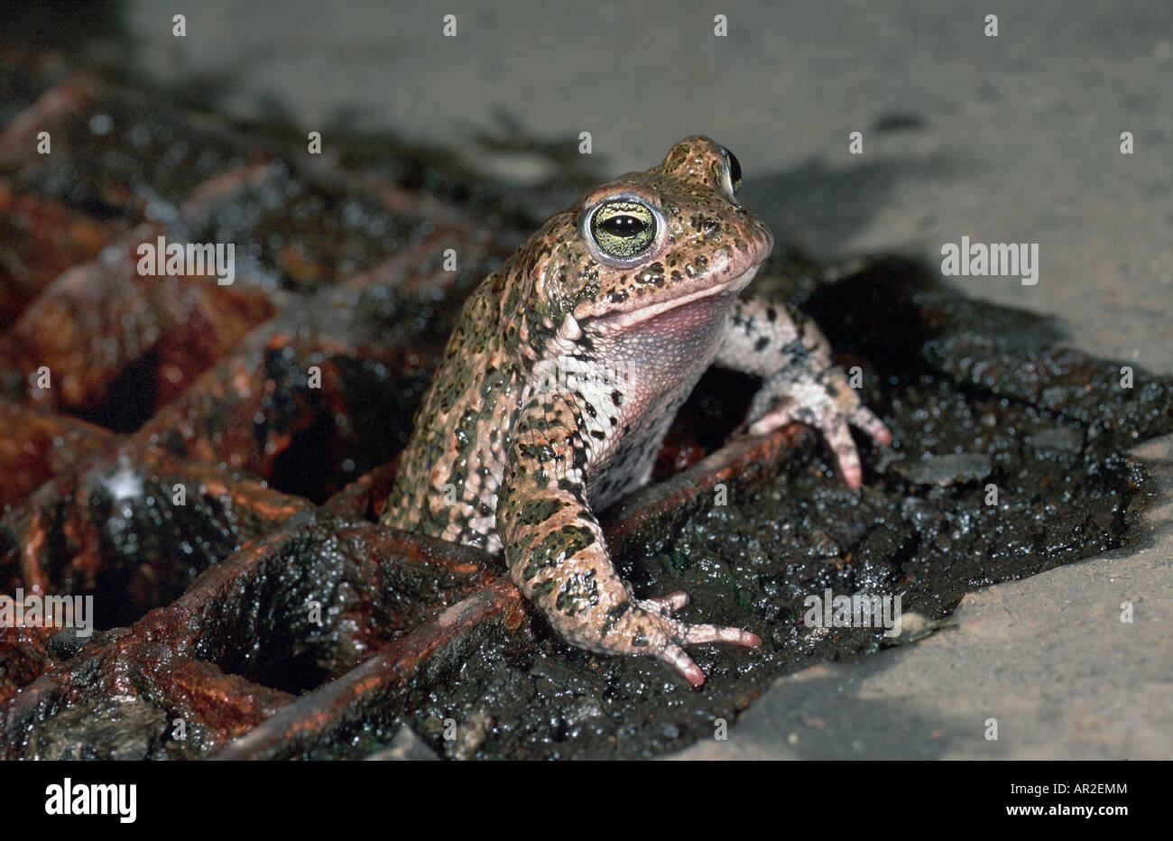 natterjack toad, natterjack, British toad (Bufo calamita), in rusty grid Stock Photo