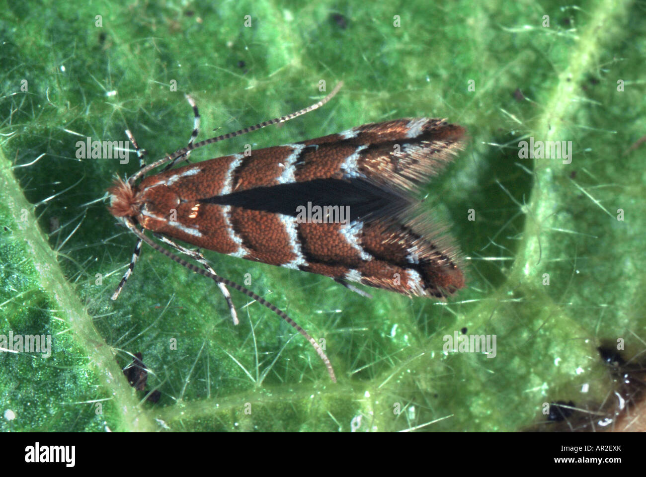 horse chestnut leafminer (Cameraria ohridella), sitting on a leaf Stock Photo