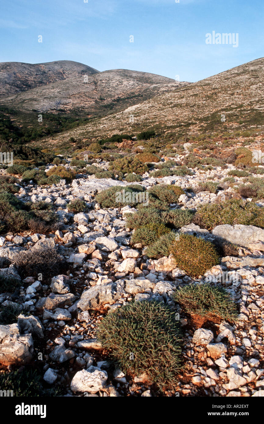 Phrygana vegetation on the Greek island Limnos, Greece, Limnos Stock Photo