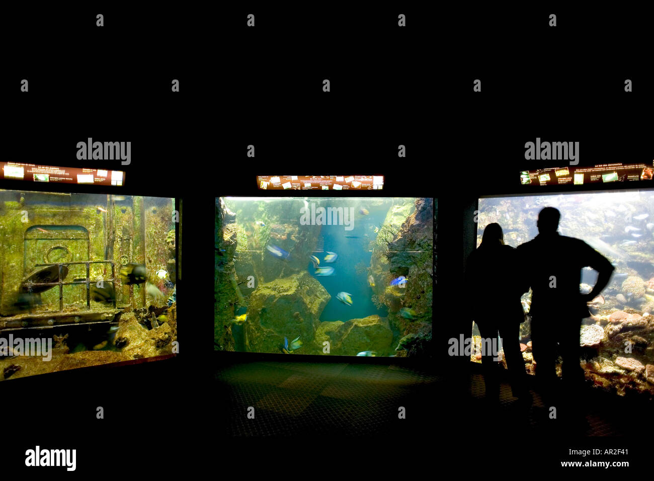 St Malo Aquarium Tourists Looking At A Shark Great Aquarium Saint Malo Brittany France Stock Photo Alamy