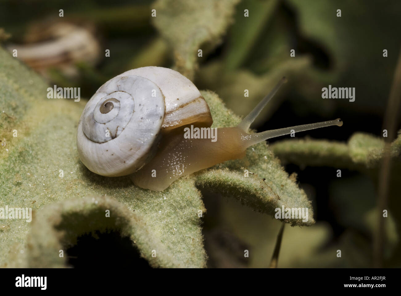 land snails (Stylommatophora (Pulmonata)), snail, Greece, Peloponnes, Messinien, Pylos Stock Photo