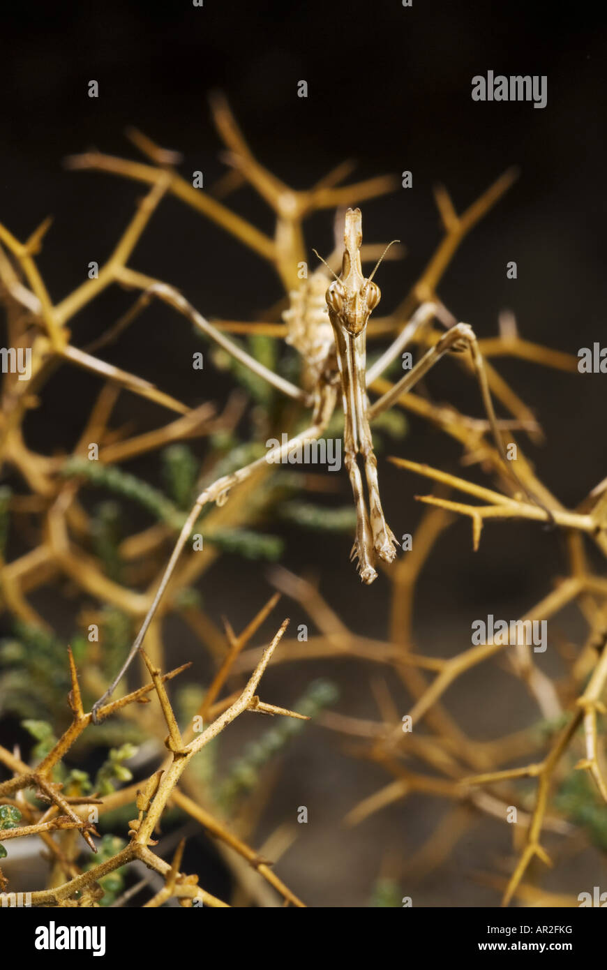 Empusa fasciata (Empusa fasciata), a Greek mantid, Greece, Peloponnes
