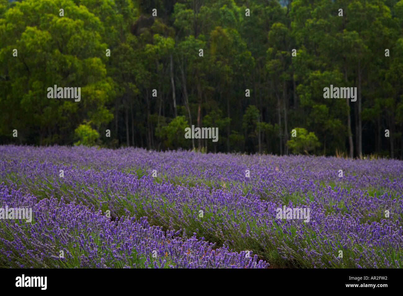 Lavender field and trees, Tasmania Stock Photo Alamy