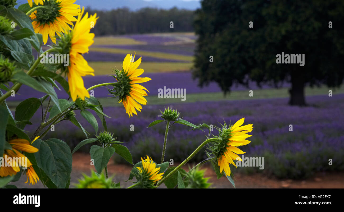 Sunflower lavender tasmania field hires stock photography and images