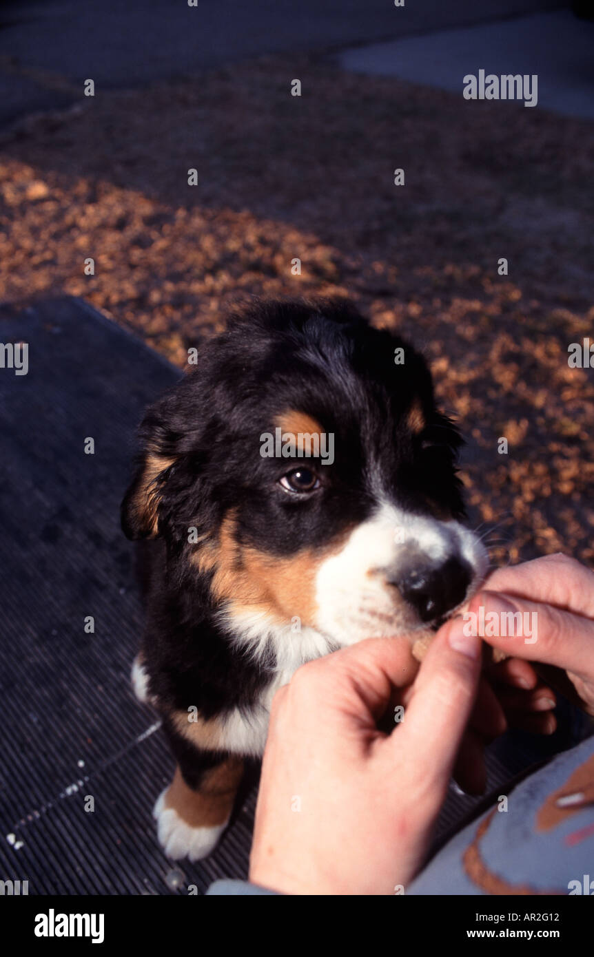 Young bernese mountain dog Berner Sennen puppy sitting on grooming