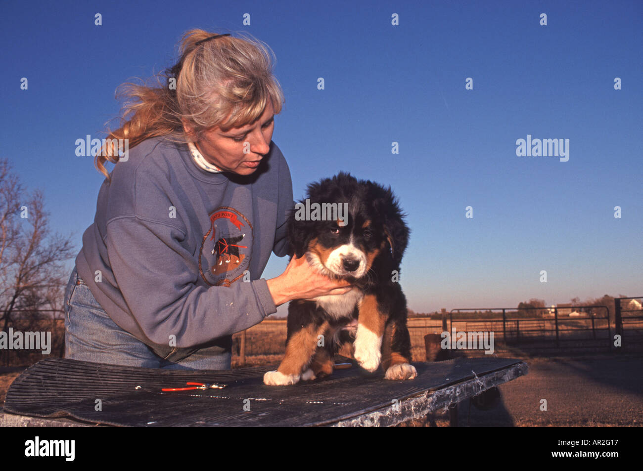 Dog trainer helping young bernese mountain dog, Berner Sennen, puppy