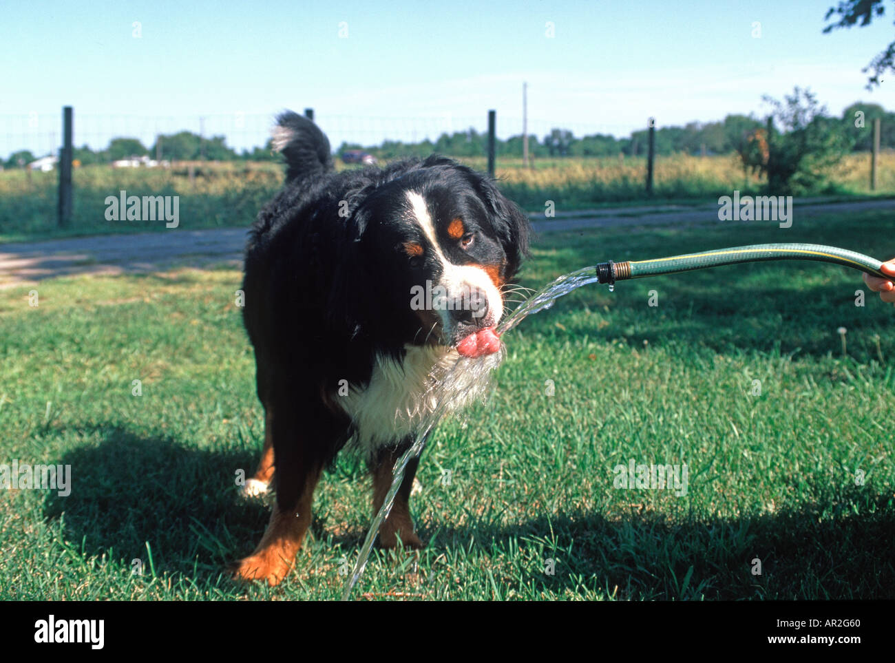 Male Bernese Mountain Dog Berner Sennen drinking water from a hose during a warm summer day in rural Nebraska Stock Photo