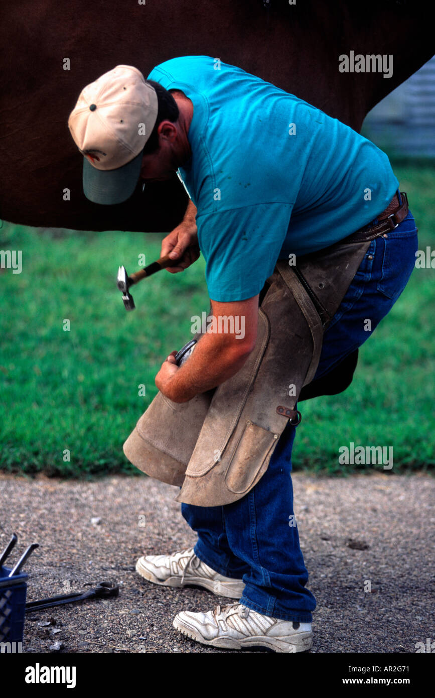 Farrier shoeing horse holding up hoof to hammer in the nails that holds the  shoe in place Thoroughbred gelding Stock Photo - Alamy
