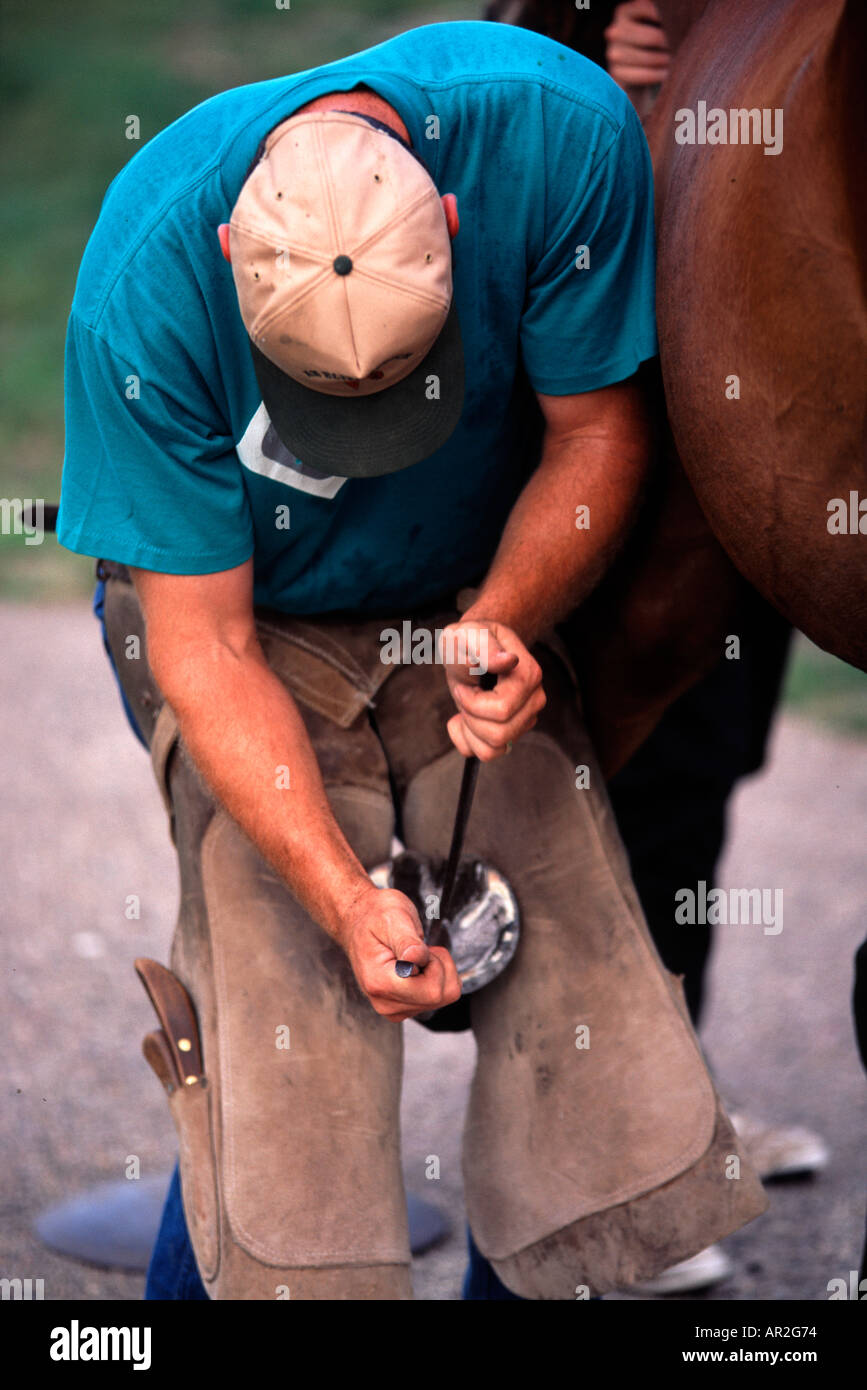 Horse being shod farrier horse hires stock photography and images Alamy