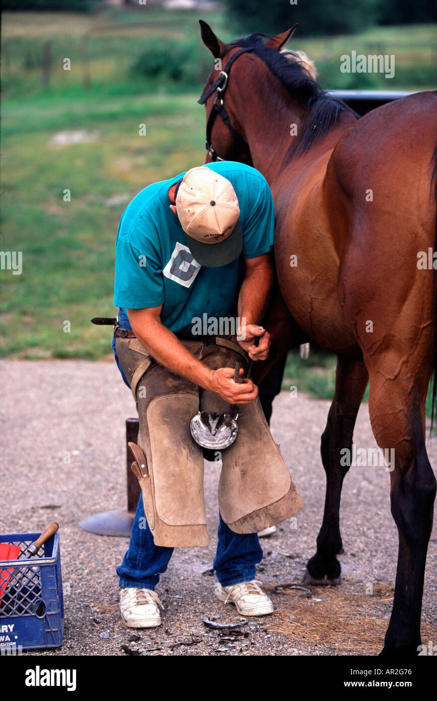 Horse being shod by farrier Thoroughbred gelding Stock Photo Alamy