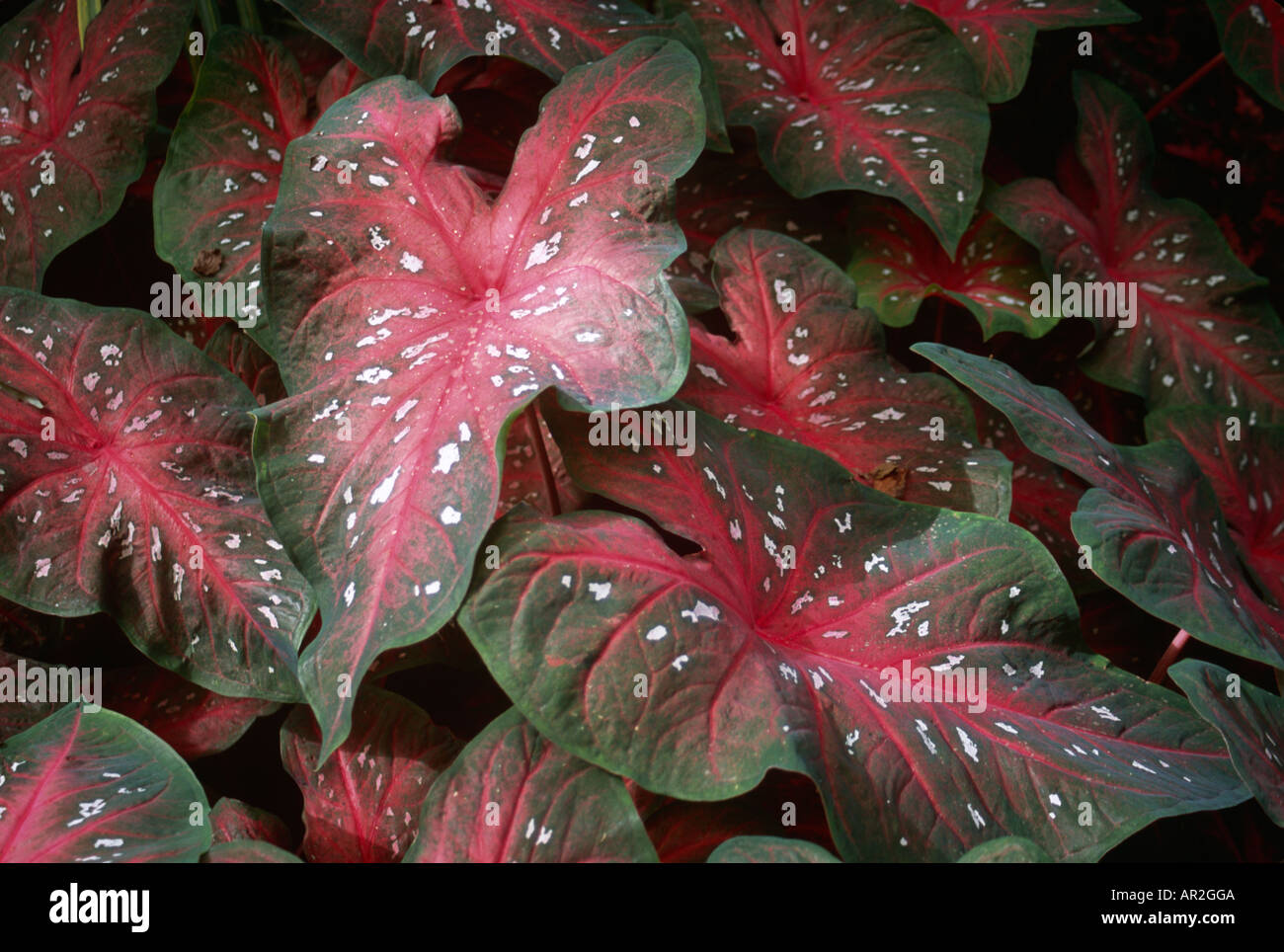Caladium Red Flash Stock Photo - Alamy