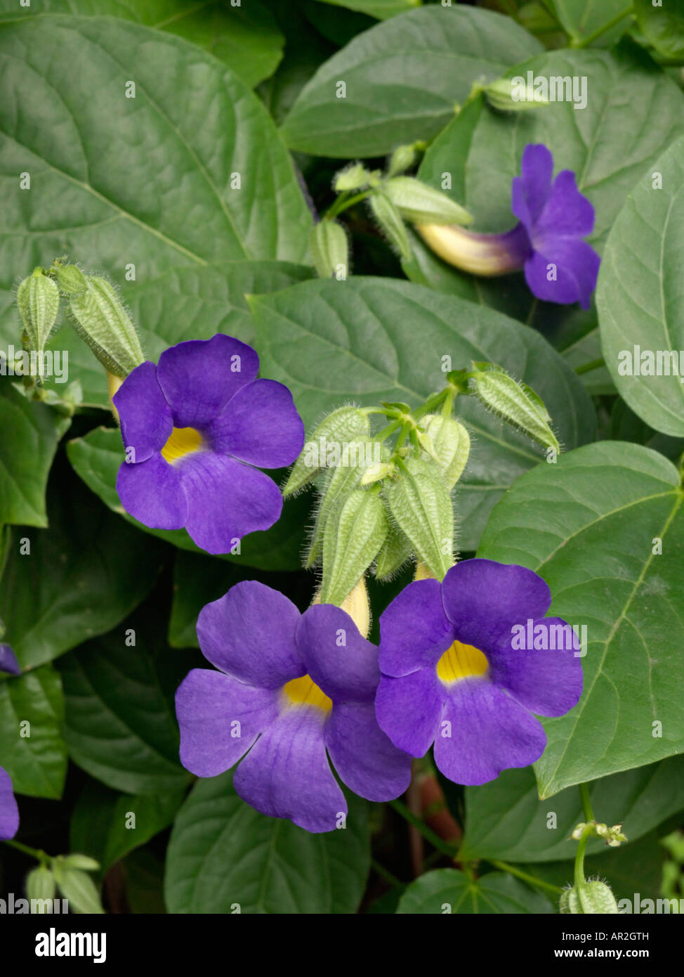 Thunbergia battiscombei Stock Photo