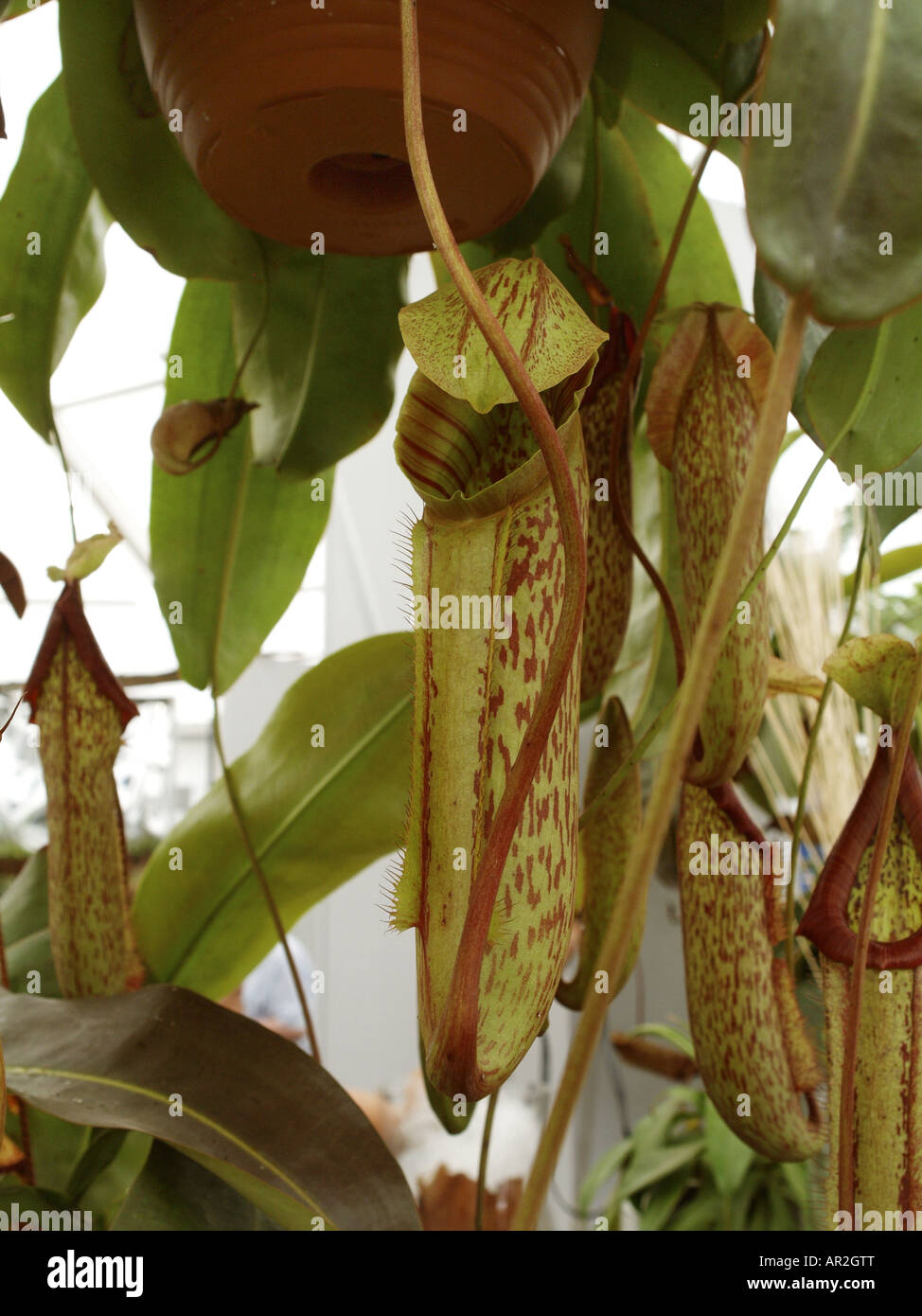 Pitcher plant adaptation hi-res stock photography and images - Alamy