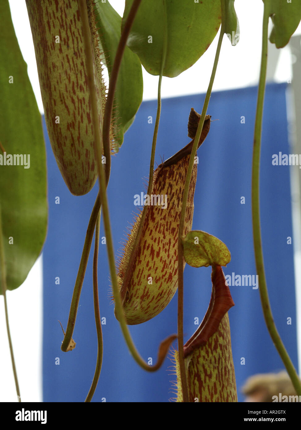 pitcher plant (Nepenthes spec.), close-up of the traps Stock Photo
