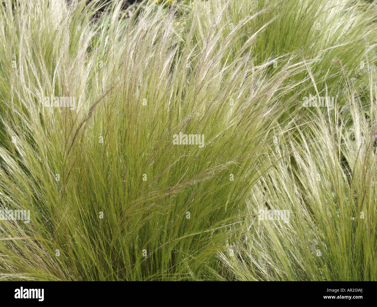feather grass (Stipa pennata), blooming Stock Photo