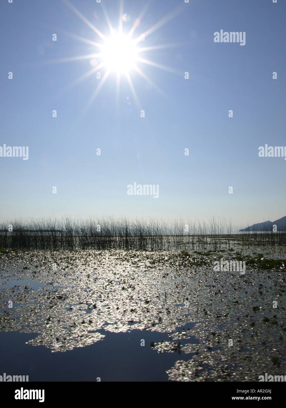 water chestnut (Trapa natans), swimming plants on lake Skutari, Serbia and Montenegro, Skutari See Stock Photo