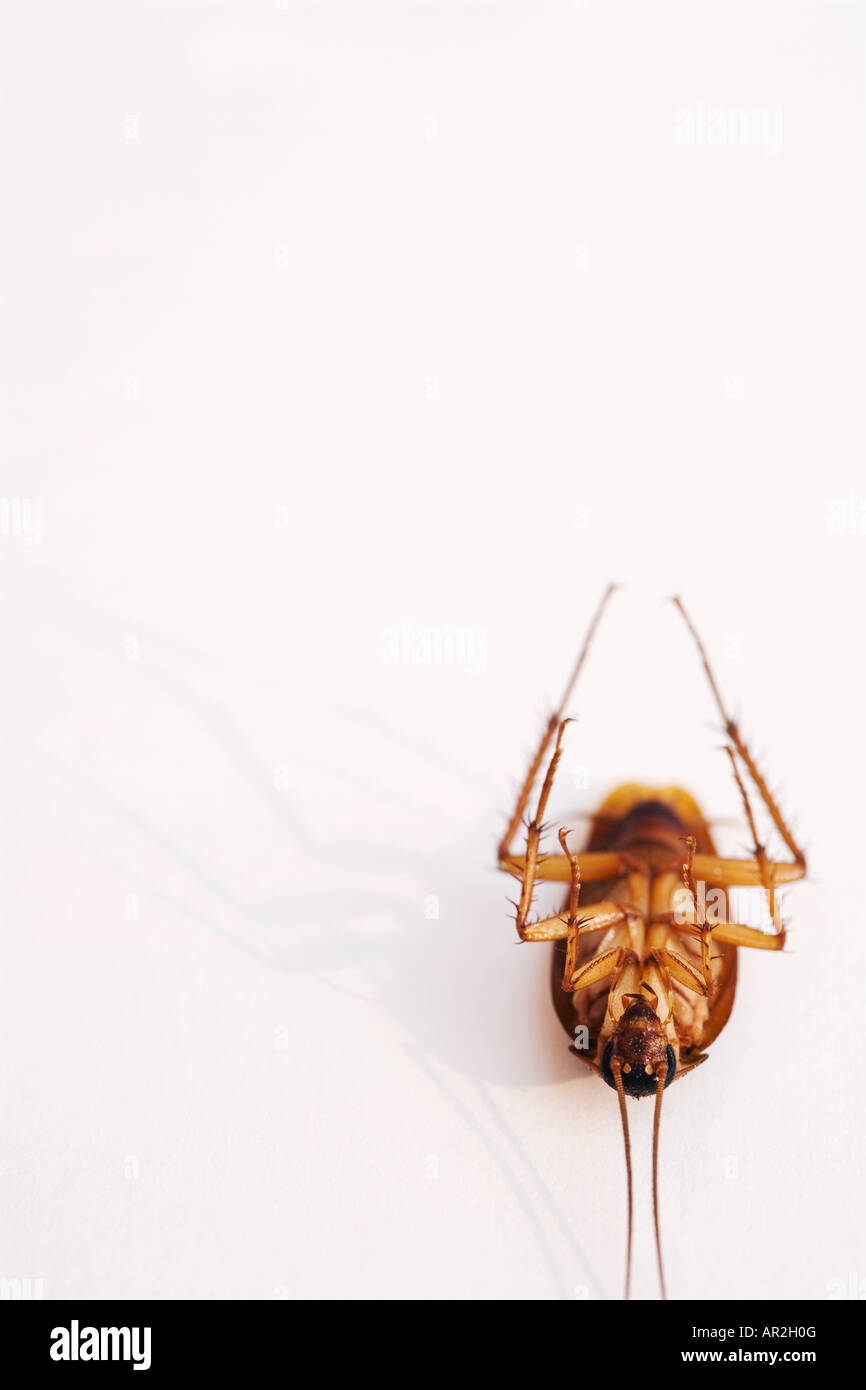 Dead cockroach on studio white background Stock Photo