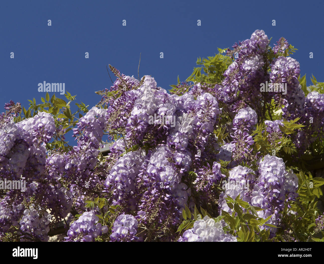 Wisteria sinensis plant hi-res stock photography and images - Page 21 -  Alamy
