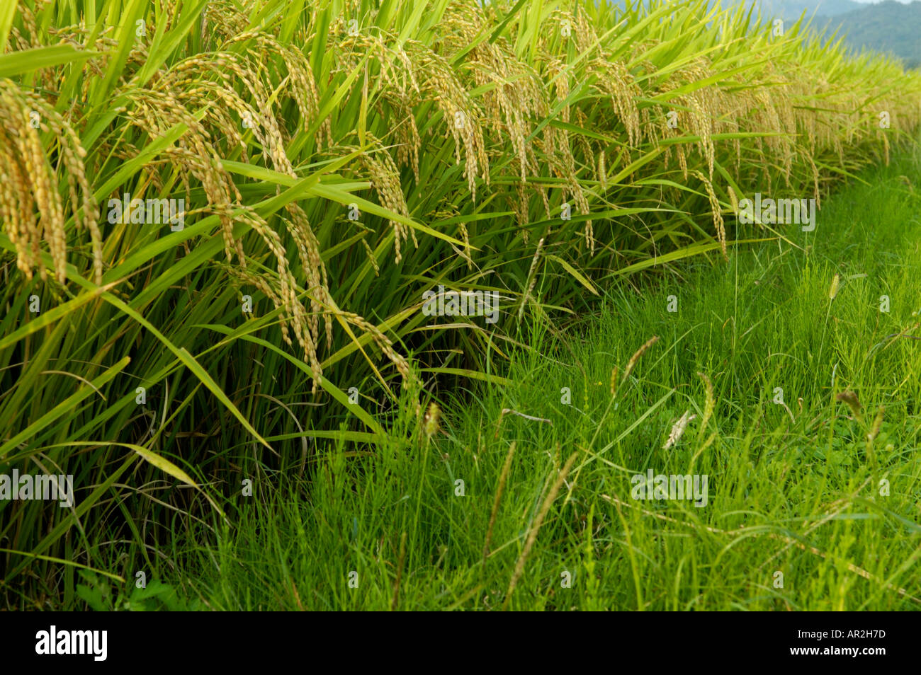 Rice paddy in Japan Stock Photo Alamy