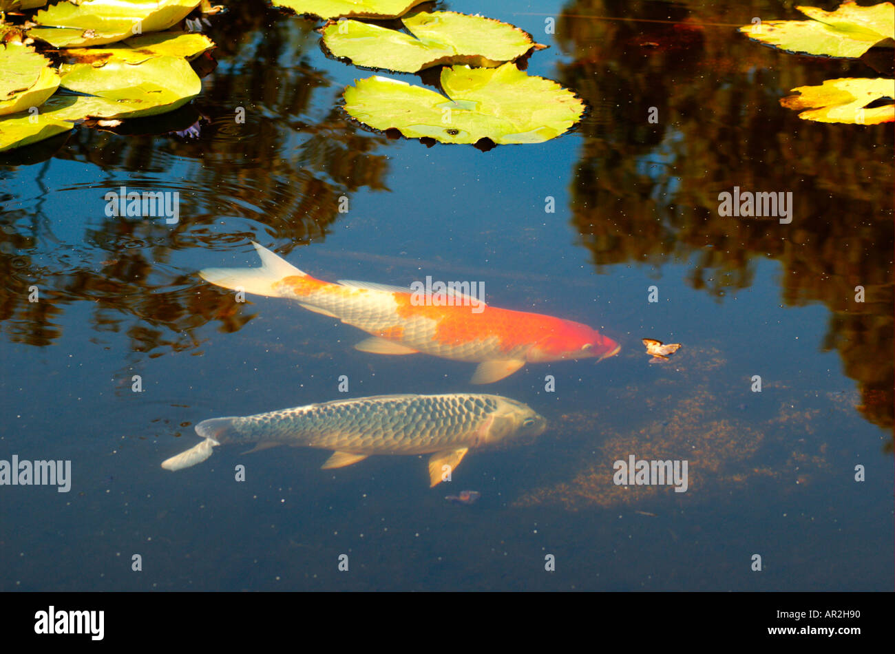 Pond full of goldfish hi-res stock photography and images - Alamy