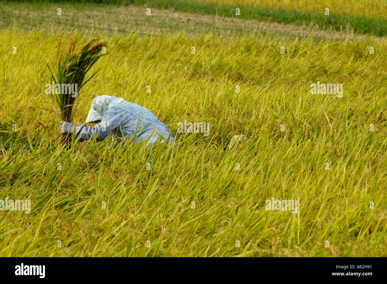 bent over  japan An old woman bent over harvesting rice in Japan Stock Photo - Alamy