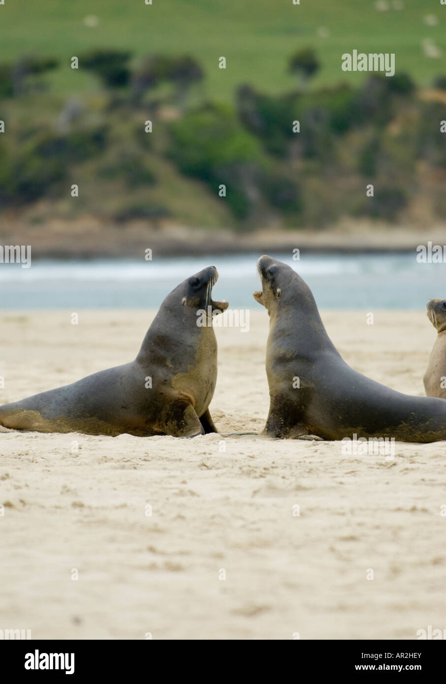 Two Hookers Sea Lion pups (Phocarctos hookeri) at Surat Bay, the Catlins Stock Photo