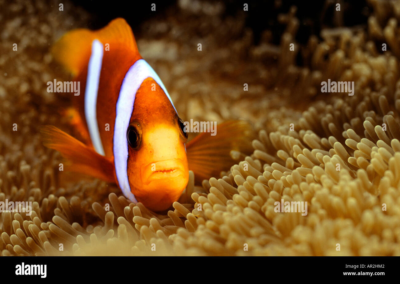 Clown Fish swimming over water plant, Ribbon Reefs, Great Barrier Reef Queensland, Australia