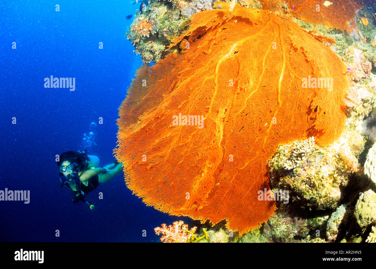 Diver, gorgonian coral, Ribbon Reefs, Great Barrier Reef Queensland, Australia Stock Photo