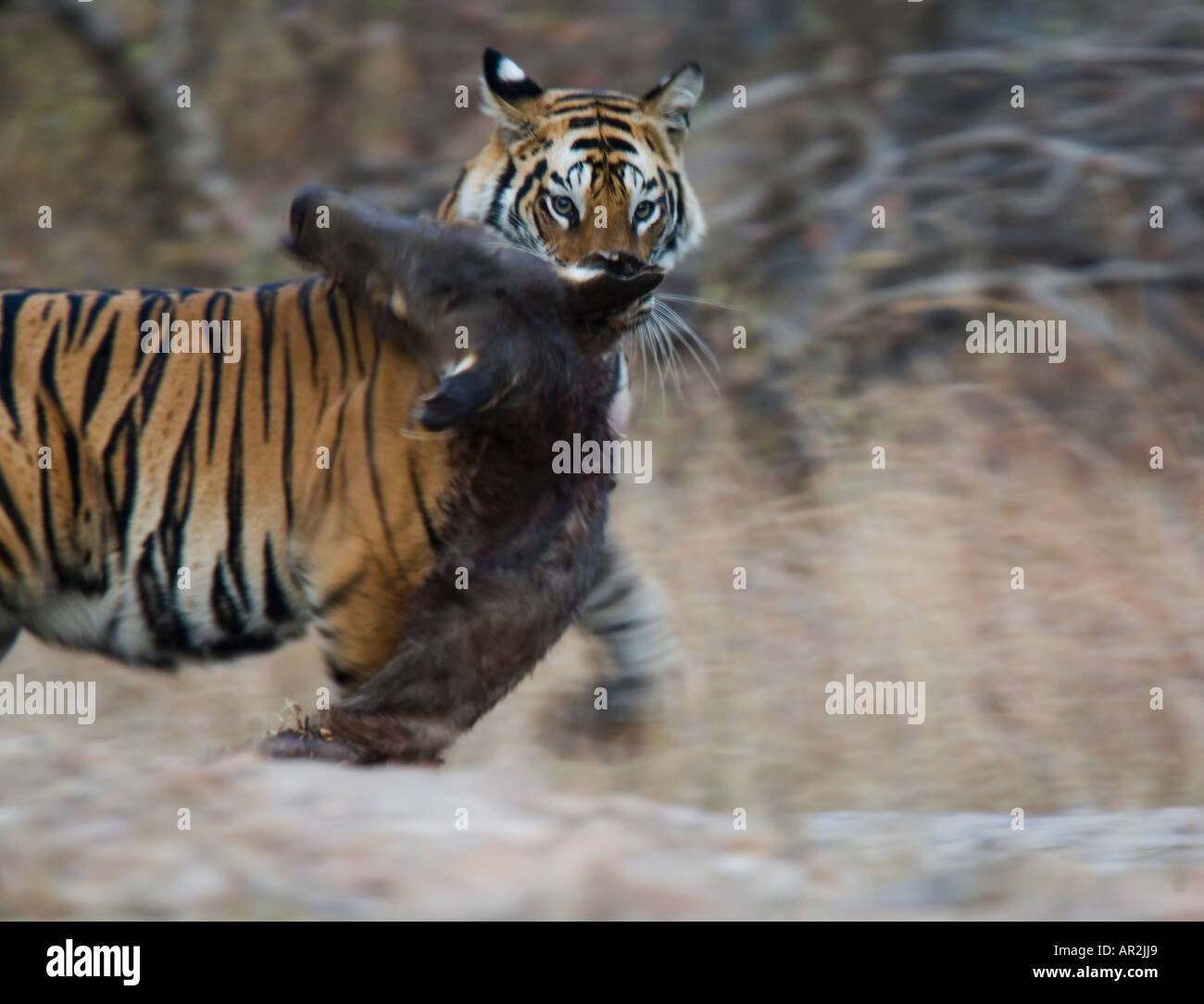 Tiger Eating Prey High Resolution Stock Photography and Images - Alamy
