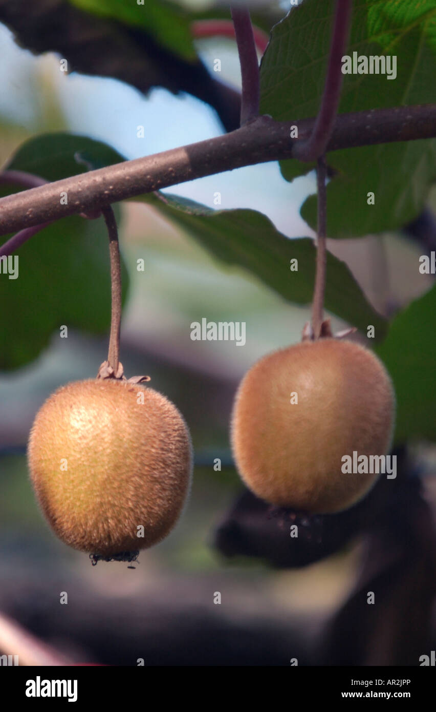 Kiwi Fruit Orchard New Zealand High Resolution Stock Photography and