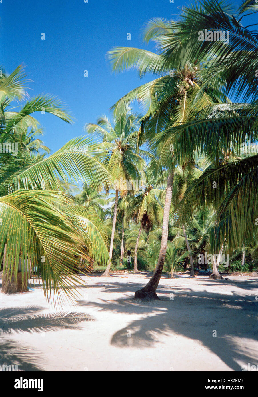 Green forest tropical beach hi-res stock photography and images - Alamy