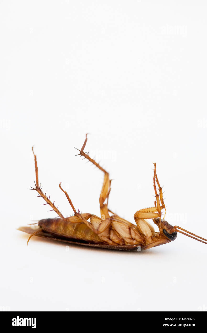 Dead cockroach on studio white background Stock Photo