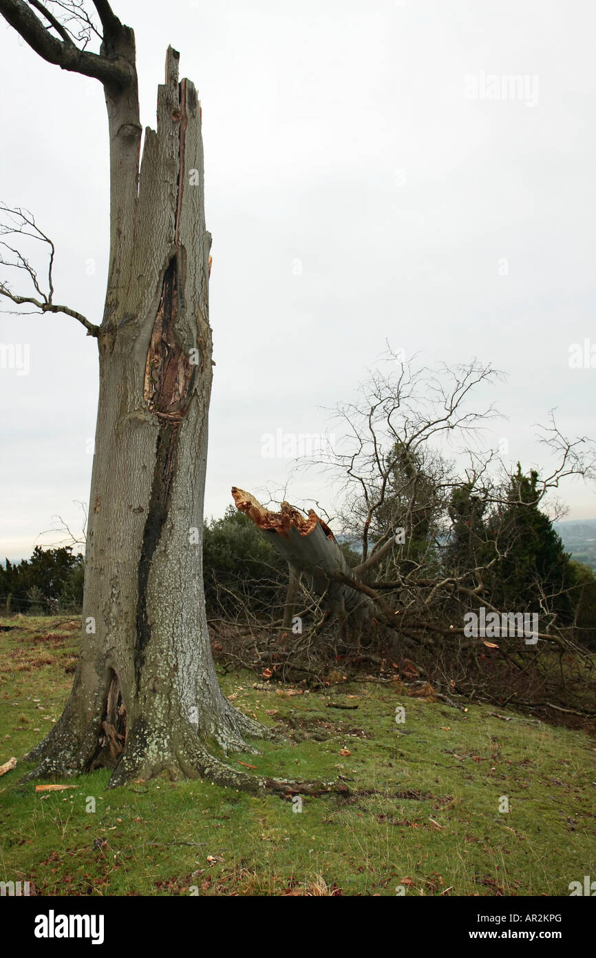 Trunk of tree badly damaged by lightning storm, Sussex, England, UK Stock Photo