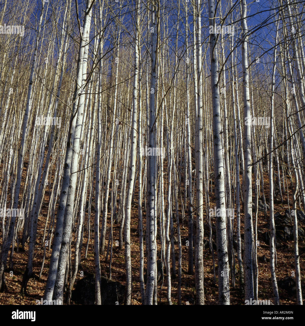 deciduous trees in autumn at Lake Baikal, Russia, Buriatien, Siberian, Barguzin Stock Photo