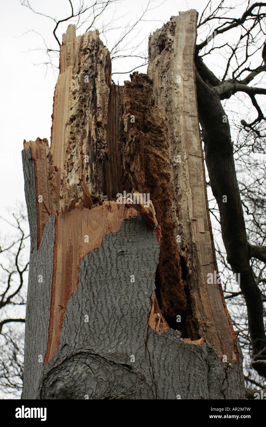 Trunk of tree badly damaged by lightning storm, Sussex, England, UK Stock Photo