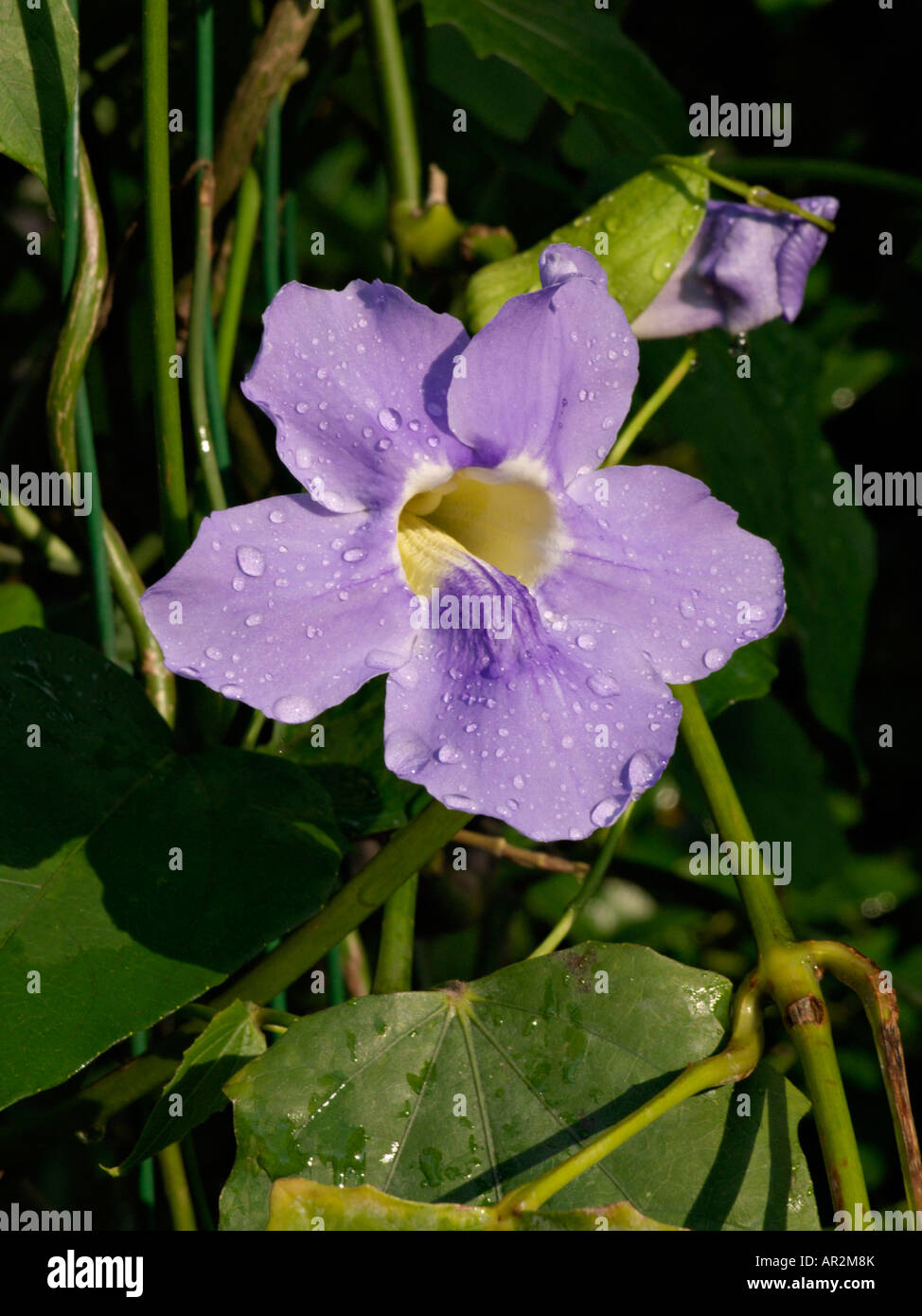 Blue trumpet vine (Thunbergia grandiflora) Stock Photo