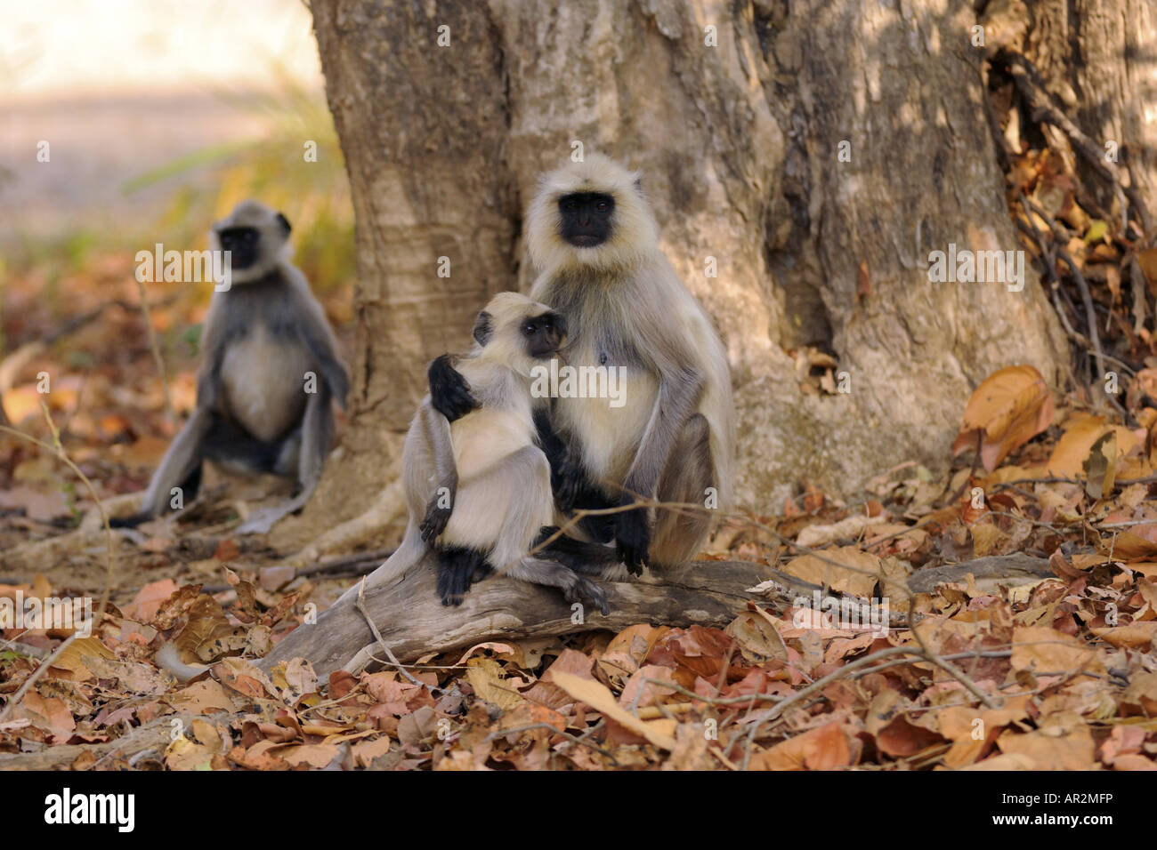Hanuman langur, Hanuman monkey, Common Langur (Presbytis entellus), group with pup, India, Kanha National Park Stock Photo
