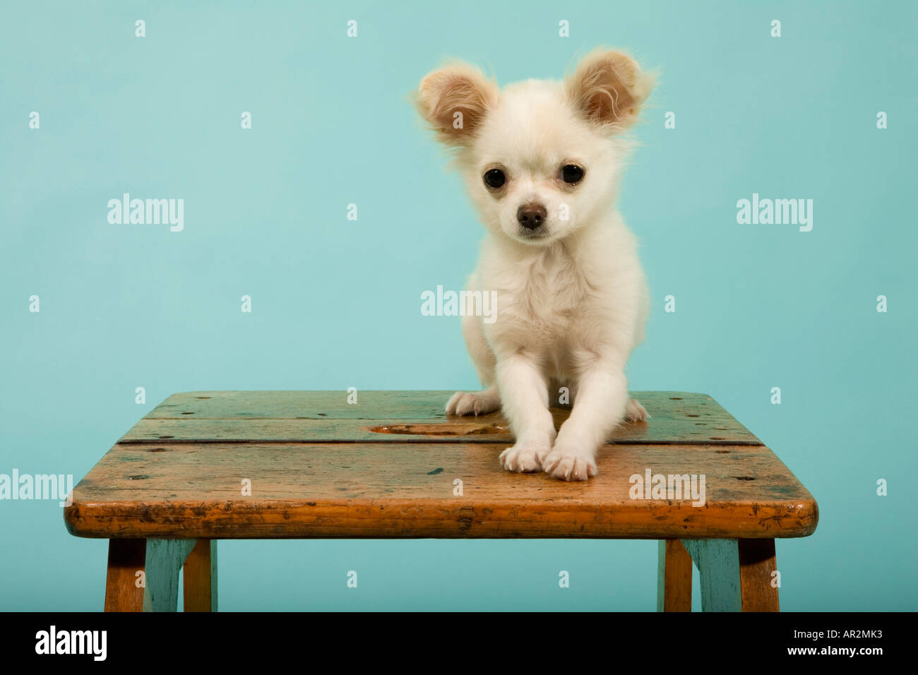 Puppy sitting on wooden stool Stock Photo - Alamy