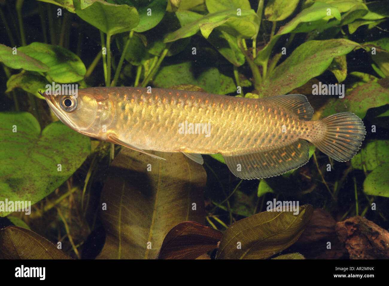 spotted barramundi, spotted bonytongue (Scleropages jardini), 40 cm large individual Stock Photo