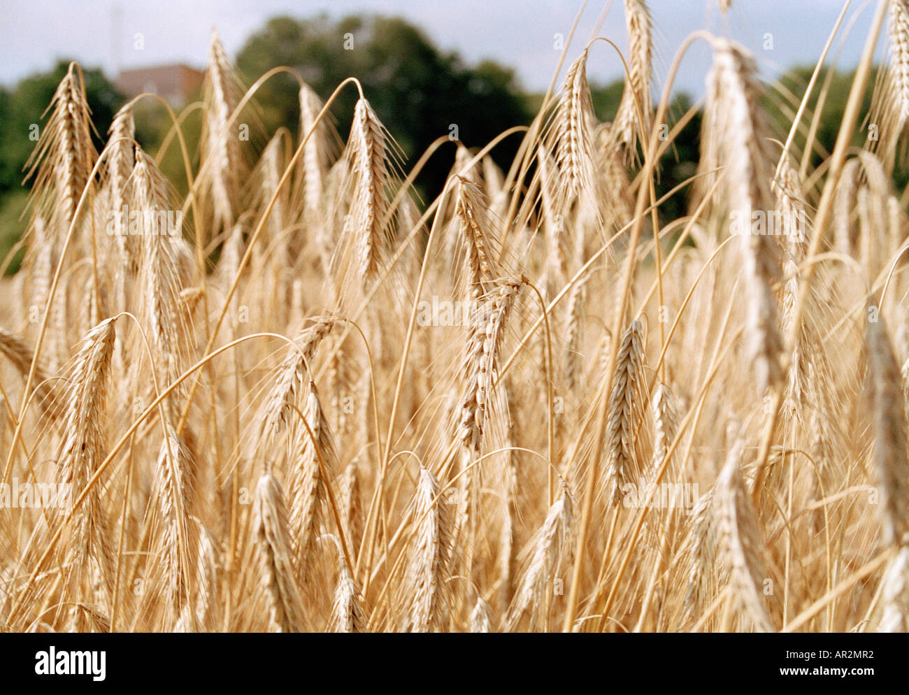 Wilted wheat in field Stock Photo