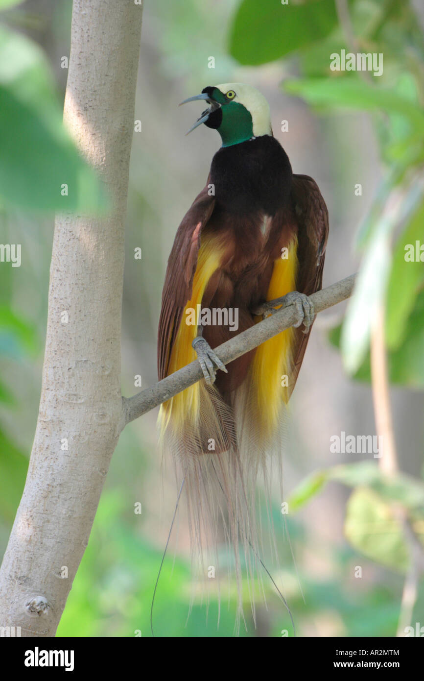 emporer of germany bird of paradise (Paradisaea guilielmi), calling; front view Stock Photo