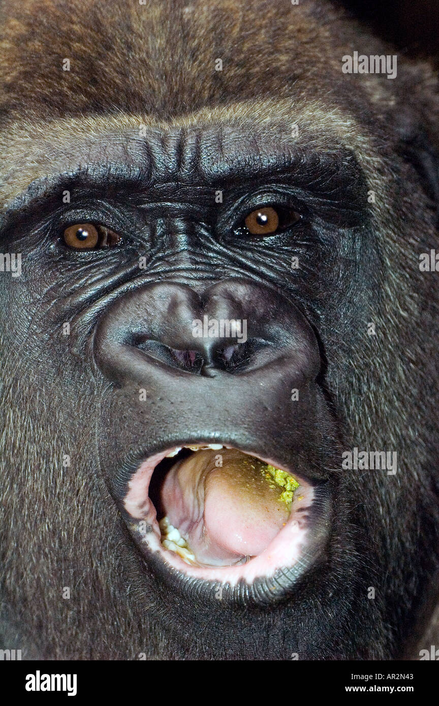 Close-up portrait of a male gorilla with its mouth open, chewing