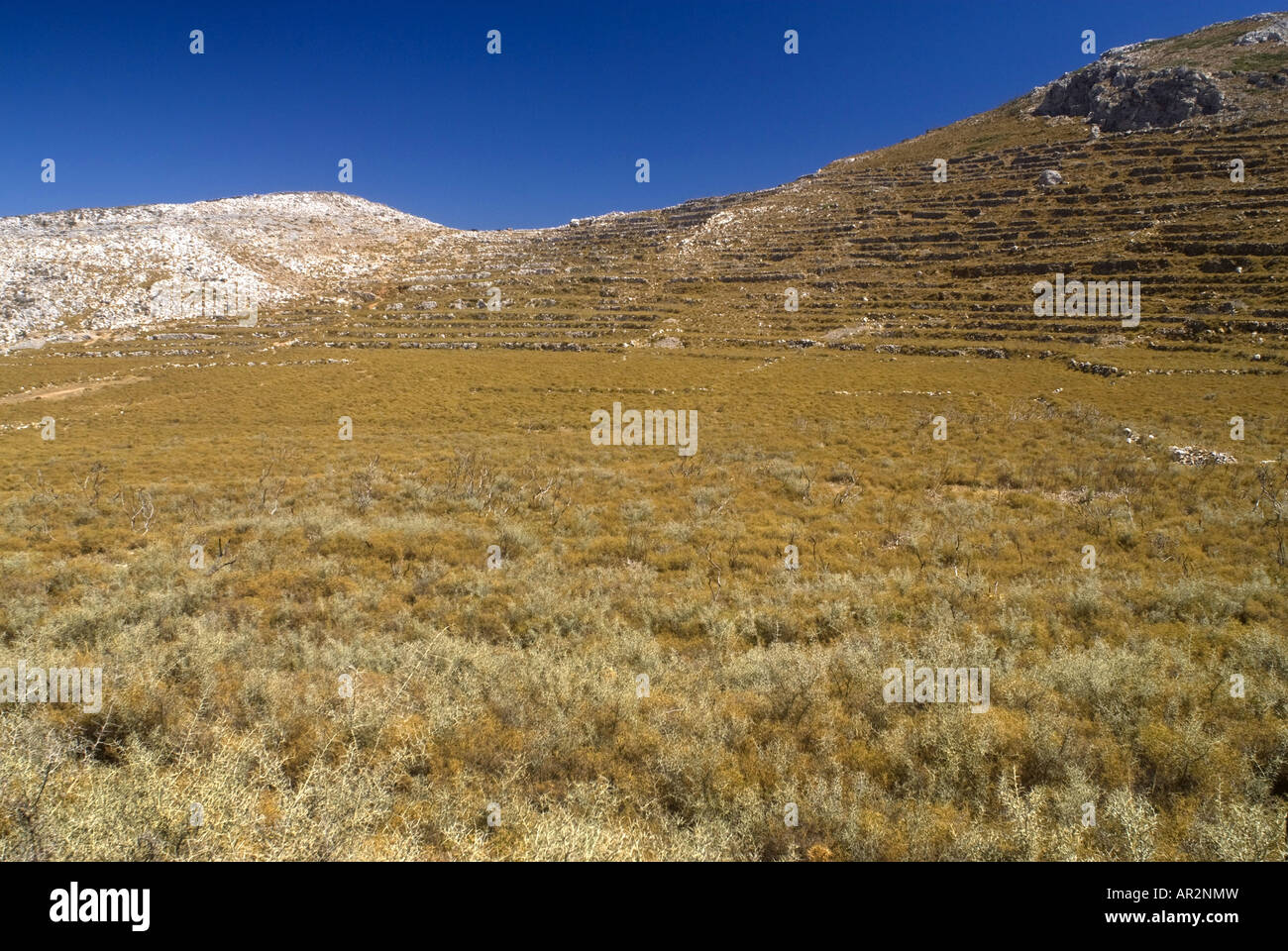 Phrygana vegetation on the Mani Peninsula, Greece, Peloponnes, Mani Stock Photo