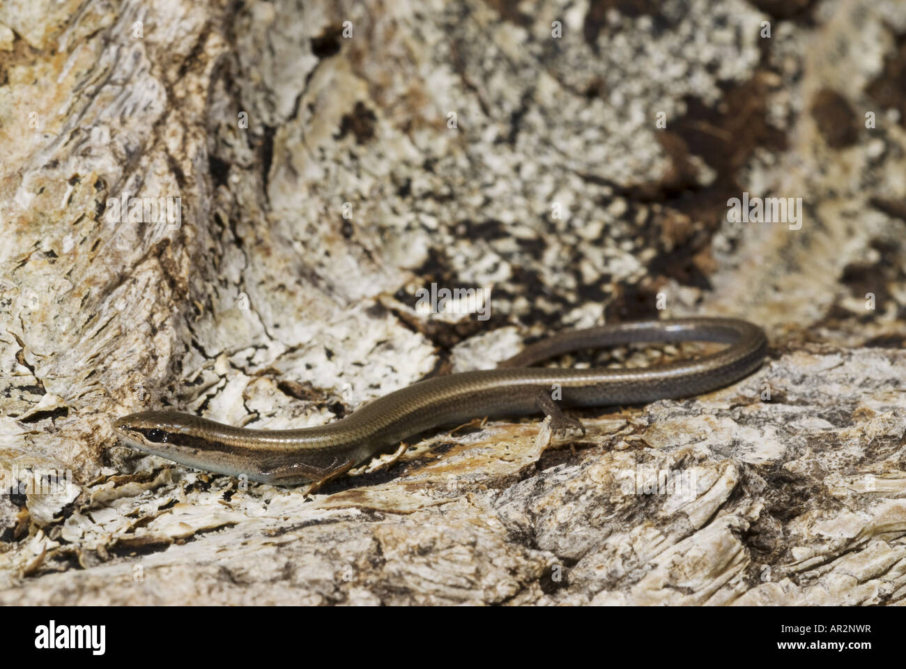 juniper skink, snake-eyed skink (Ablepharus kitaibelii), on dry foliage, Greece, Peloponnes, Messinien, Pylos Stock Photo