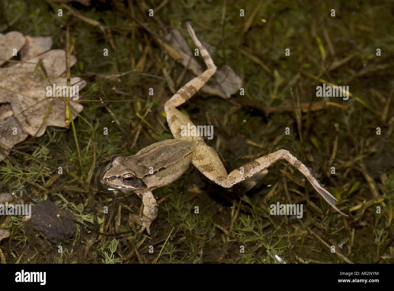 agile frog, spring frog (Rana dalmatina), in water, Greece, Thessalien, Stomio Stock Photo