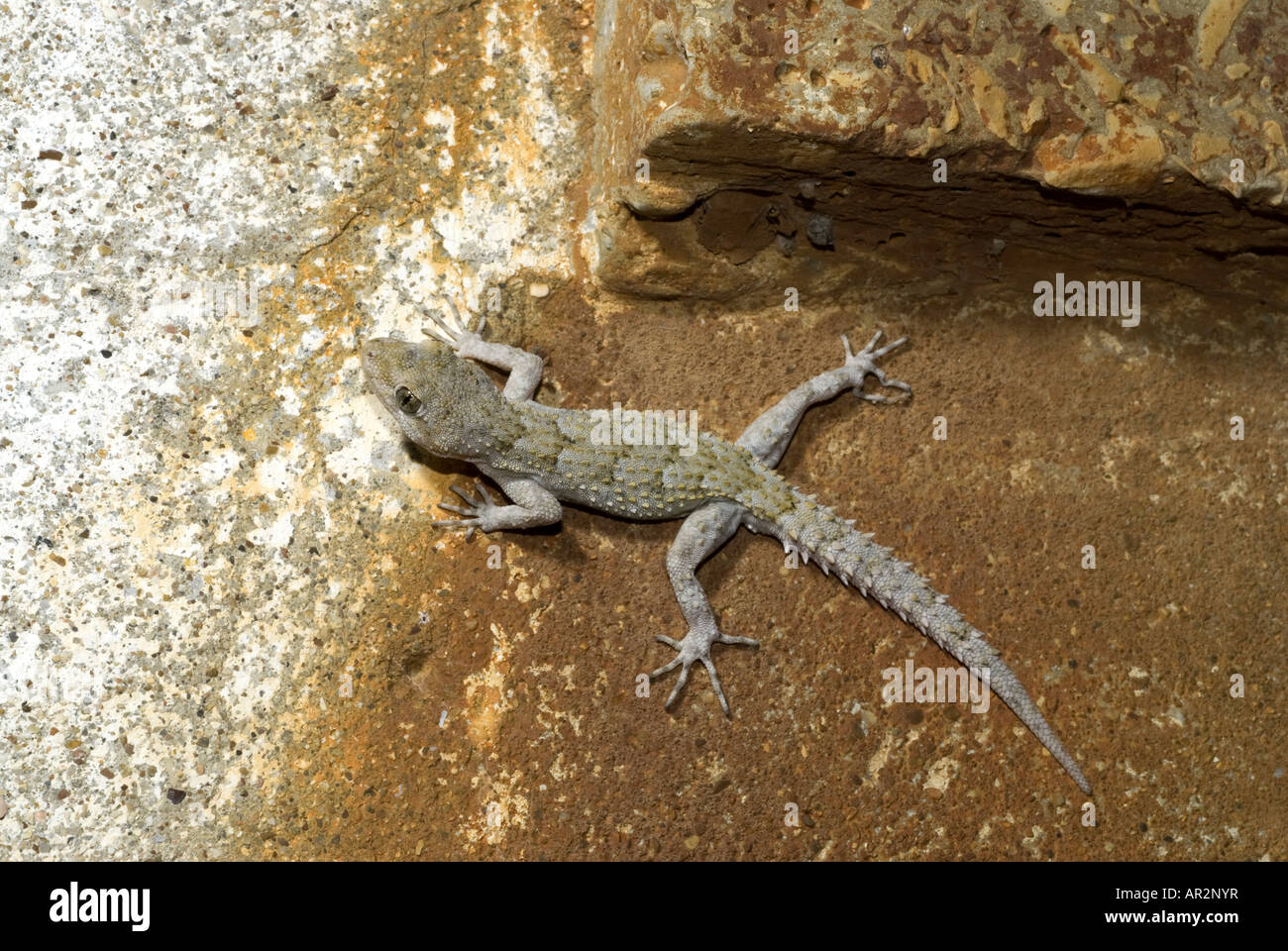 Kotschy's gecko (Mediodactylus kotschyi, Cyrtodactylus kotschyi), at a house wall, Greece, Peloponnes, Messinien, Pylos Stock Photo