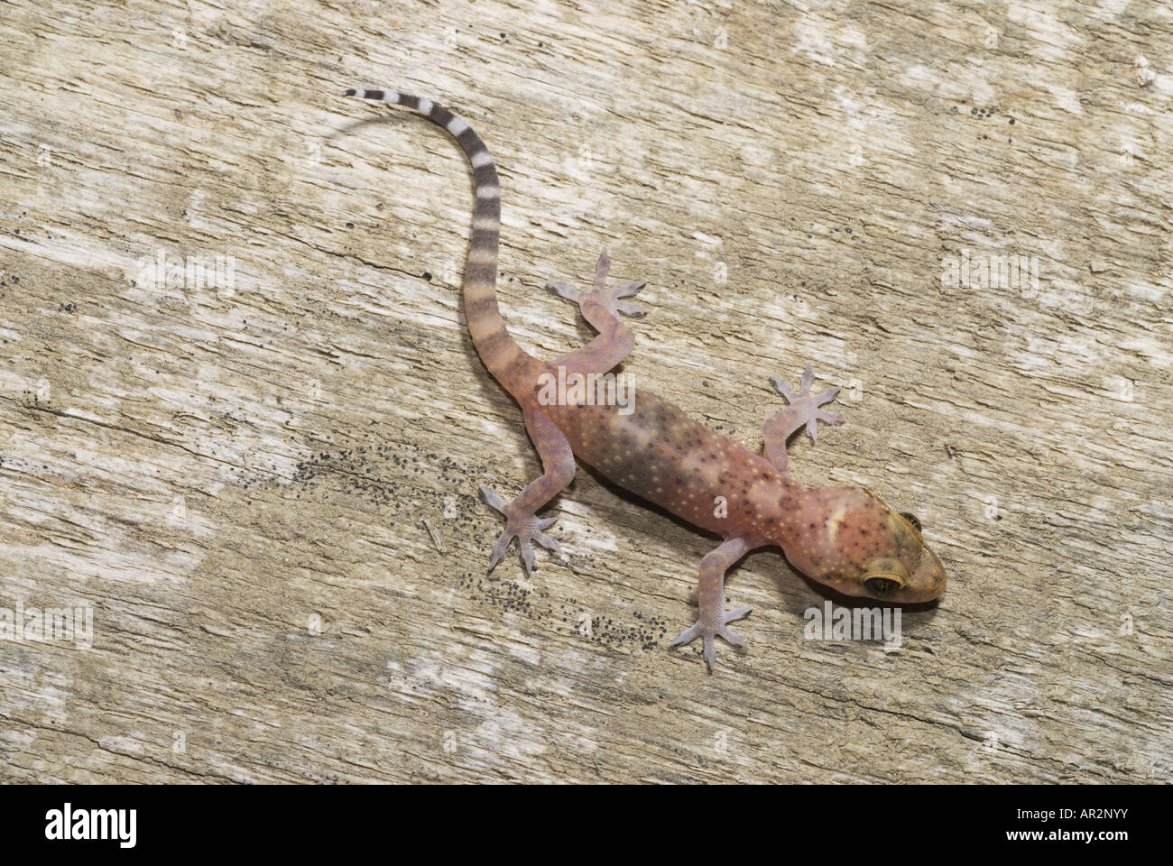 Turkish gecko, Mediterranean gecko (Hemidactylus turcicus), juvenile